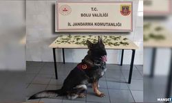 K*nevir operasyonu: 3 tutuklama...