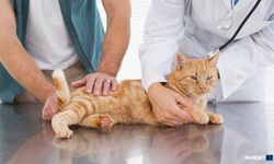 Kadıköy Veteriner Kliniği Seçim Rehberi