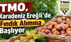 Yalman açıkladı.... TMO fındık alımına başladı...