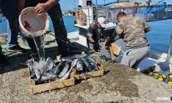 Denizde palamut bolluğu… 50 ton ile döndüler…