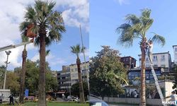 Ereğli’nin tropikal dokusu bakıma alındı…