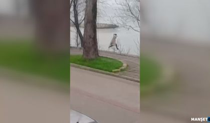 Önce arabanın önüne, ardından duvardan atladı…