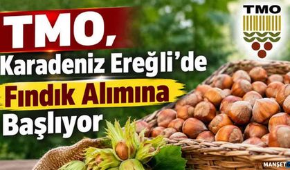 Yalman açıkladı.... TMO fındık alımına başladı...
