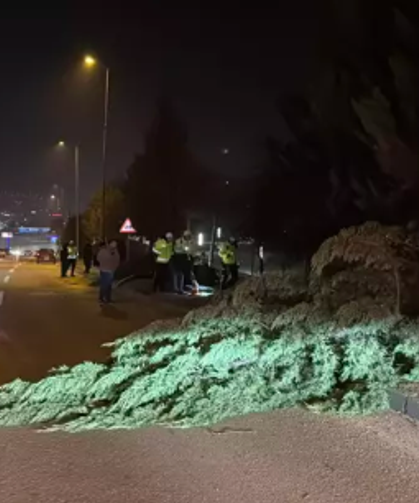 Önce aydınlatma direğine, sonra ağaçlara çarptı...