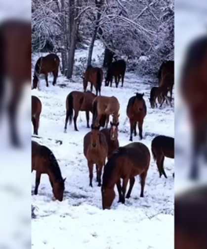 Yiyecek bulamayan yılkı atları kent merkezine indi...