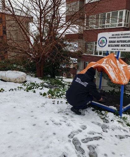 Kdz. Ereğli Belediyesi sokak hayvanlarına sahip çıkıyor...