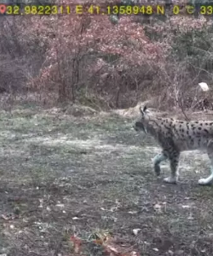 Yaban hayatı fotokapanla görüntülendi...