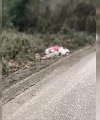 TIR ile gelen göçmenler yakalandı... 1 kişi ölü bulundu...