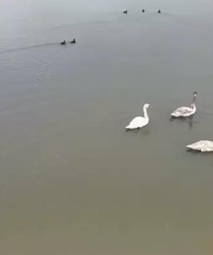 Göç yolundaki 3 kuğu, Efteni Gölü'nde...