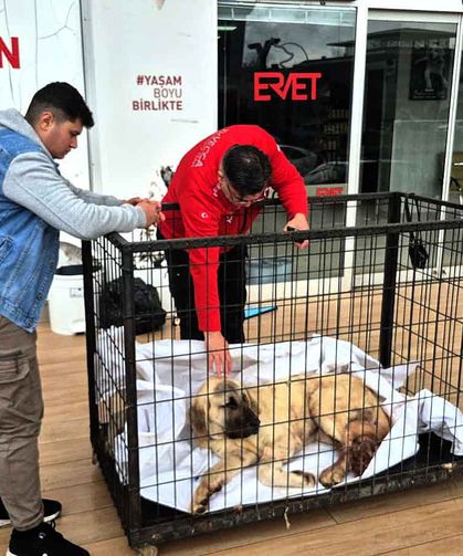 Kayıp köpeğini vurulmuş olarak buldu…