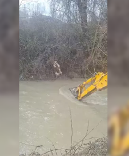 Dereye düşen buzağıyı köylüler kurtardı...