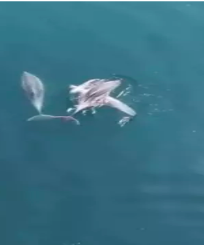 Suyun içinde adeta dans ederek yüzdüler...