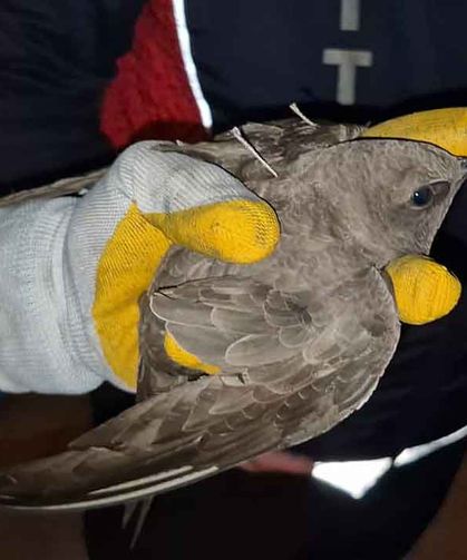 Ebabil kuşu için yol trafiğe kapatıldı…