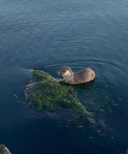 Oyuncu ve acıkan su samurları kameraya yansıdı...