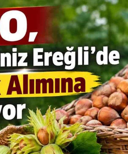 Yalman açıkladı.... TMO fındık alımına başladı...