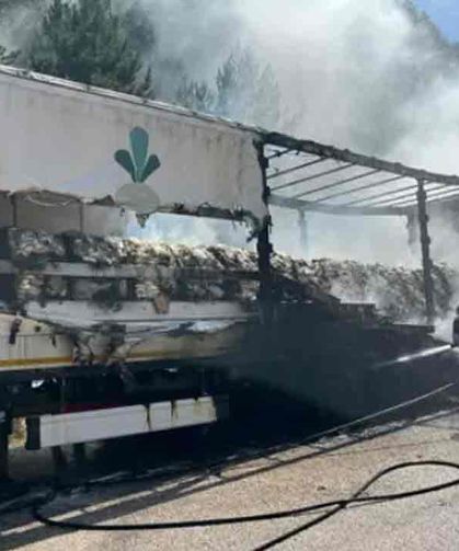 TIR’ın dorsesinde çıktı… Ağaçlara sıçradı…