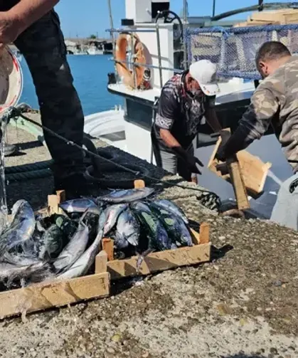 Denizde palamut bolluğu… 50 ton ile döndüler…