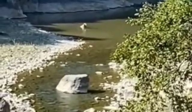 Sıcaktan bunaldı... Göle daldı...