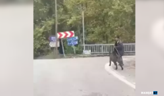 Üzerine koşan domuzdan son anda kurtuldu...