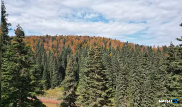 Sonbaharın güzelliği dron ile görüntülendi...