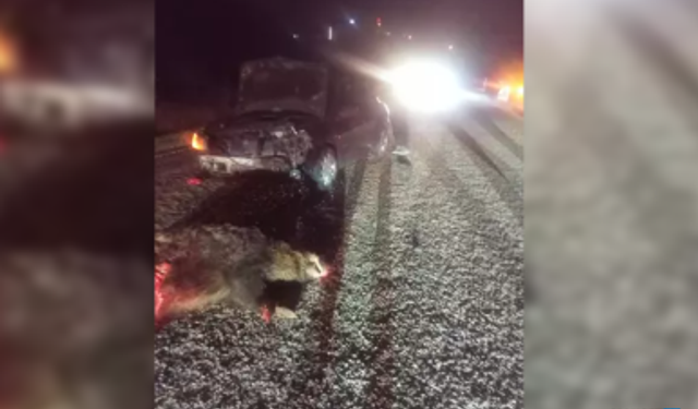 Otomobil yola fırlayan domuza çarptı...