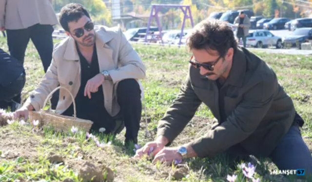 Ünlü oyuncular imece ağı yöntemiyle safran hasadı yaptı...