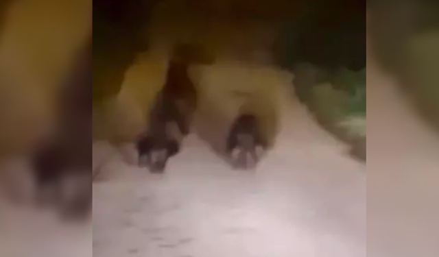 Bozayı ve 2 yavrusu cep telefonu ile görüntülendi...