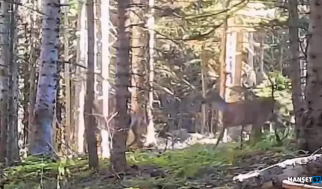 Yaban hayvanları fotokapanla görüntülendi...