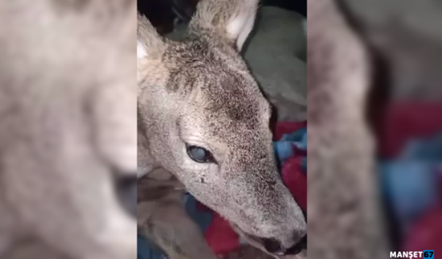 Yaralı bulduğu karacayı evine götürdü...