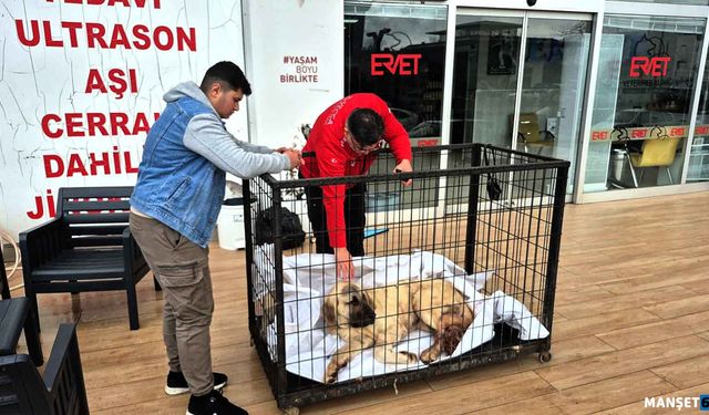 Kayıp köpeğini vurulmuş olarak buldu…