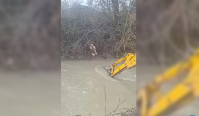 Dereye düşen buzağıyı köylüler kurtardı...