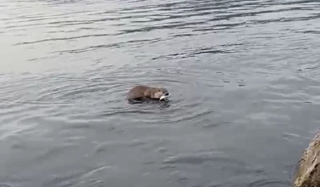 Bir anda yakaladı… Sonra da!...