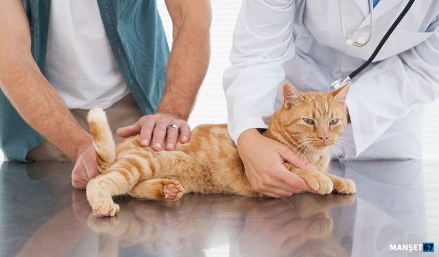 Kadıköy Veteriner Kliniği Seçim Rehberi