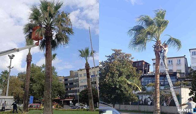 Ereğli’nin tropikal dokusu bakıma alındı…