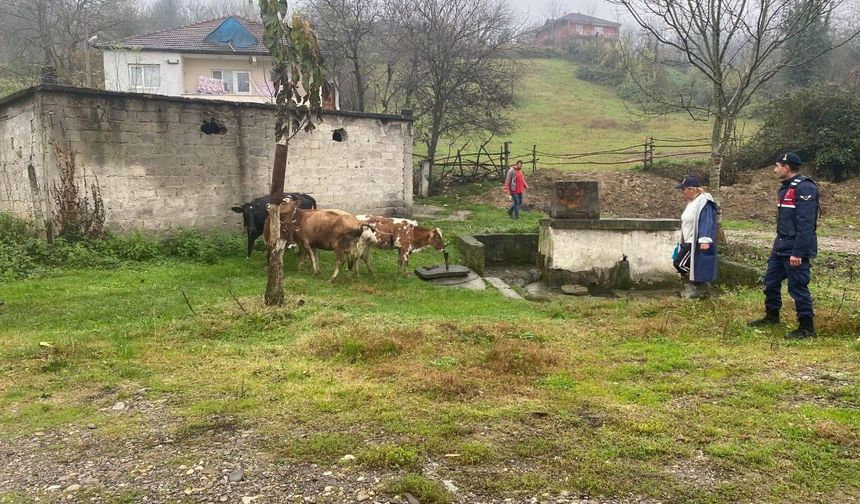 Kayıp büyükbaş hayvanlar bulundu...