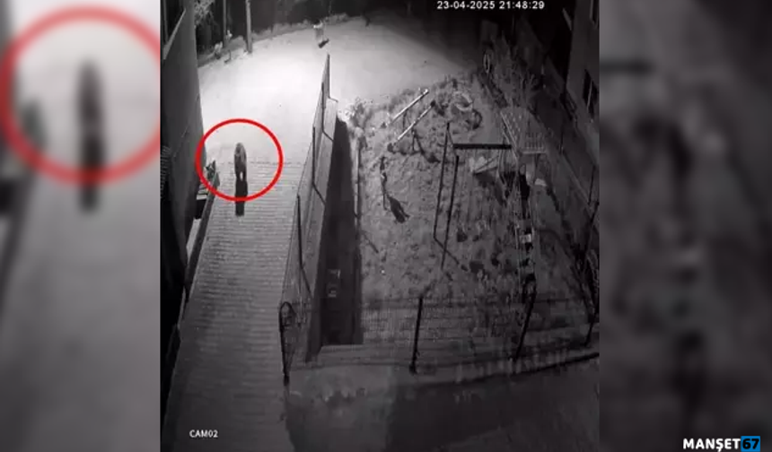 Yemek arayan ayıyı köpekler kovaladı....