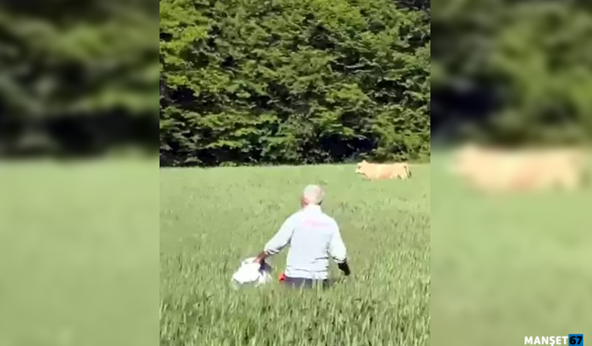 Kaçan kurbanlık boğa ormanda yakaladı...