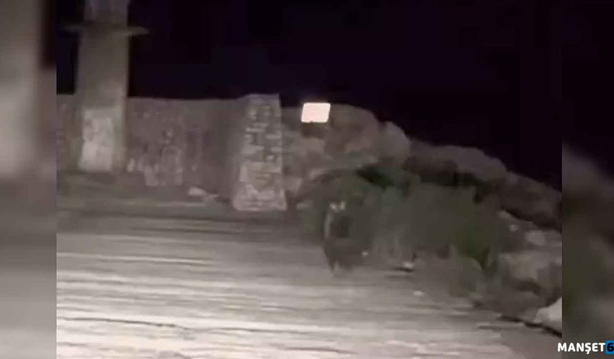 Yavru bozayı bu kez limanda görüntülendi…