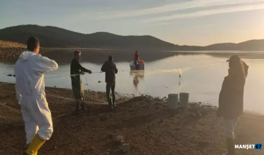 Ağa takılan 500 balık, canlı olarak kurtarıldı...