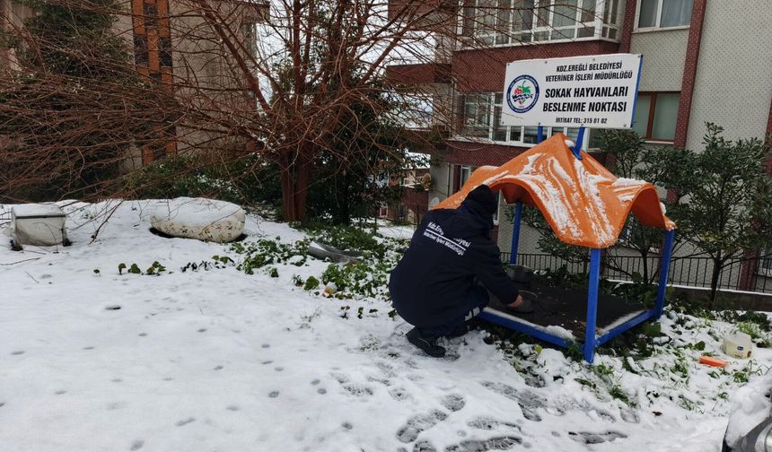 Kdz. Ereğli Belediyesi sokak hayvanlarına sahip çıkıyor...