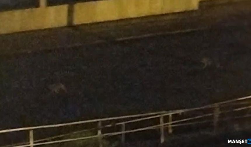 Yola inen çakallar tedirginlik yarattı...