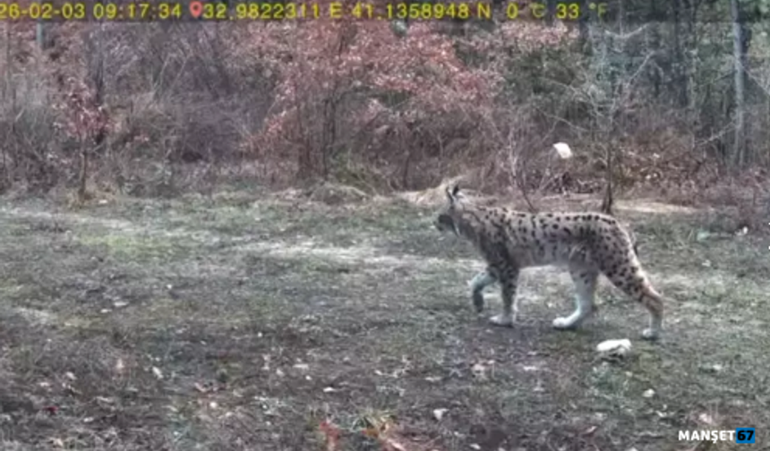 Yaban hayatı fotokapanla görüntülendi...