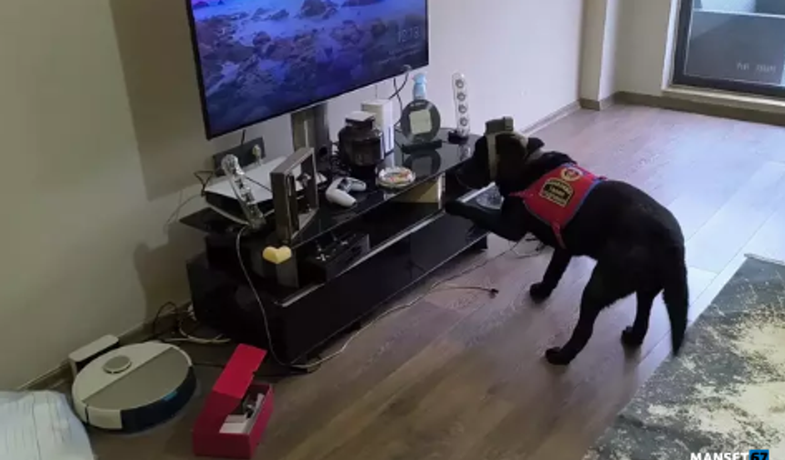 Suç örgütüne operasyon... 36 gözaltı...