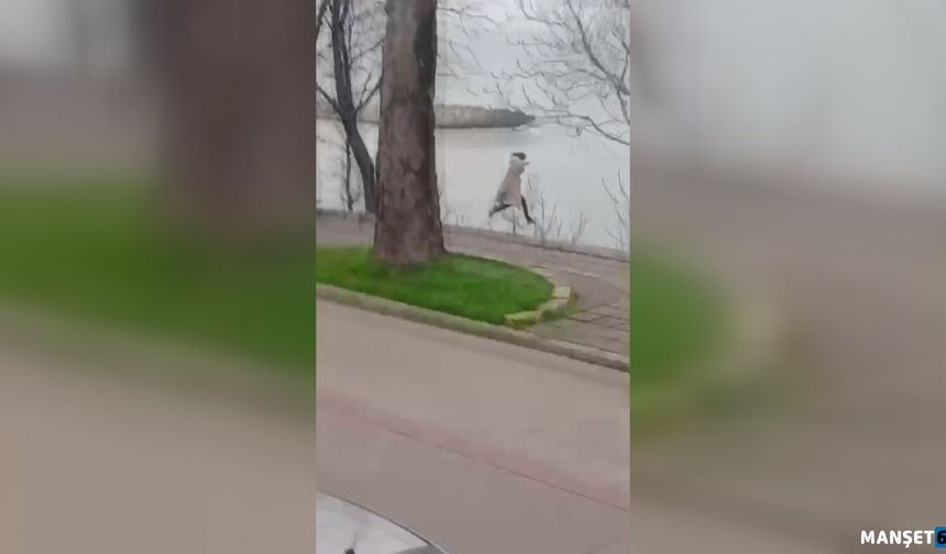 Önce arabanın önüne, ardından duvardan atladı…