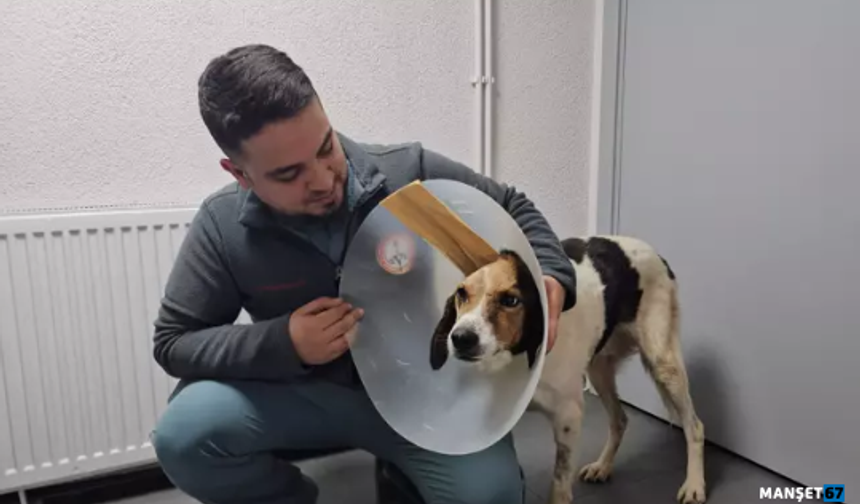Beyin kemiğine kadar kanser yayılan köpek tedavi edildi...