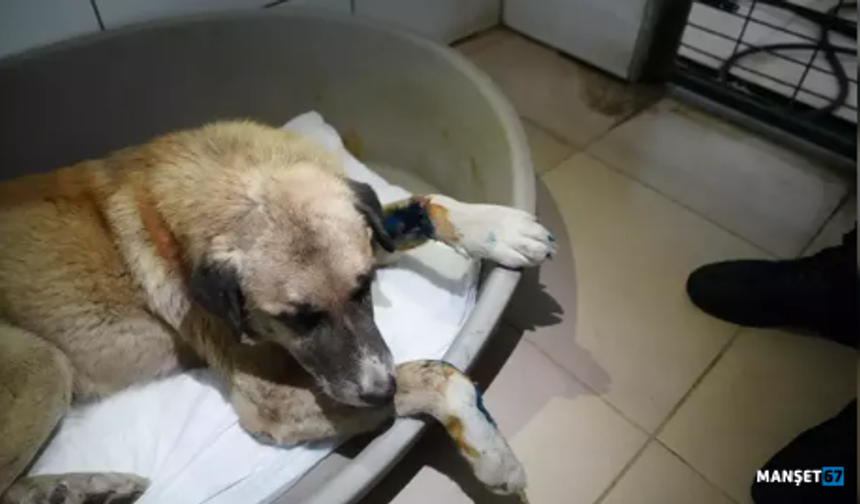 Köpeğin üzerinden otomobiliyle geçip, sürükleyen sürücü ceza