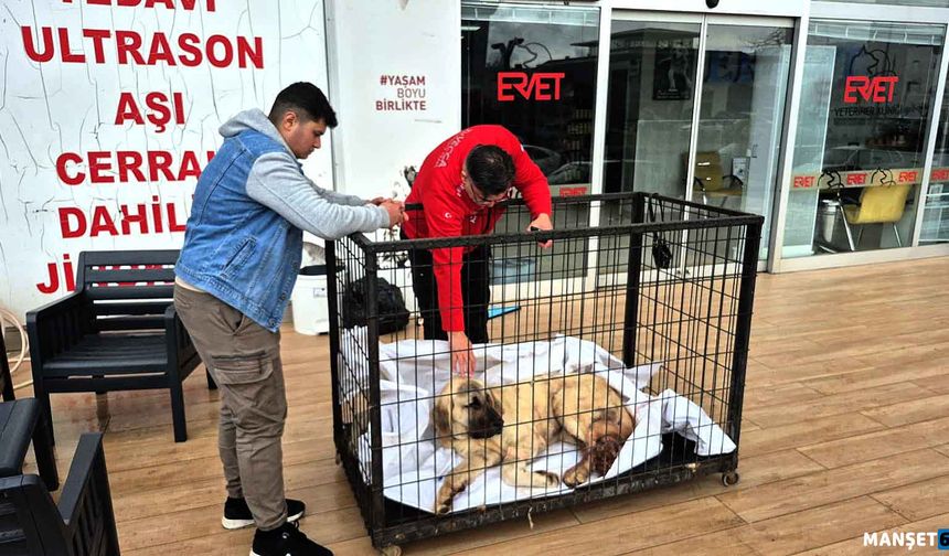 Kayıp köpeğini vurulmuş olarak buldu…