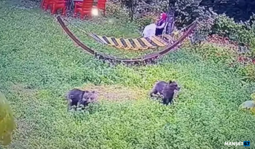 Yiyecek arayan yavru ayılar kamerada...