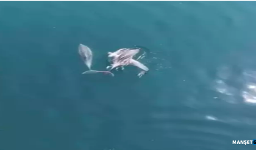 Suyun içinde adeta dans ederek yüzdüler...