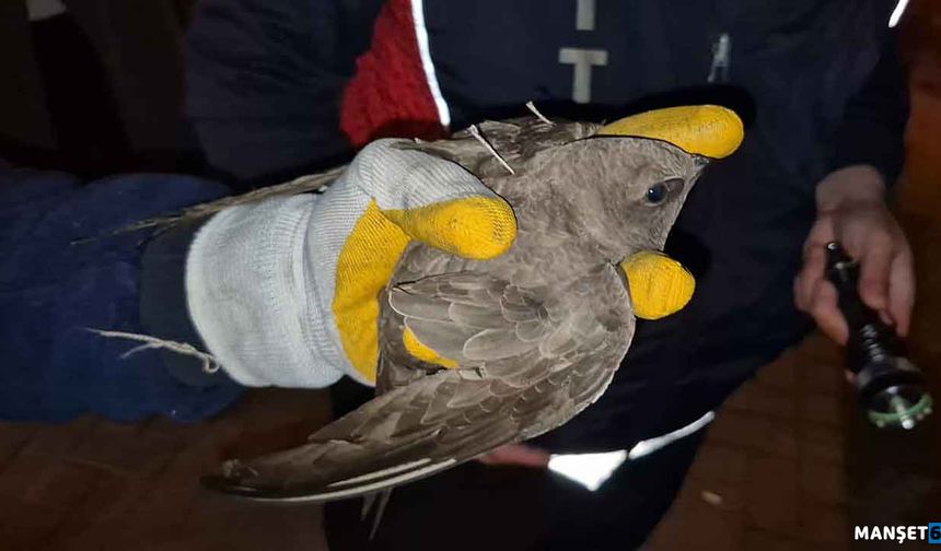 Ebabil kuşu için yol trafiğe kapatıldı…